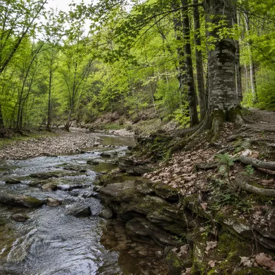 Peaceful Woodland Creek for Recovery Ministry