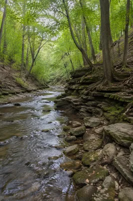 Peaceful Woodland Creek for Recovery Ministry