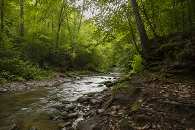 Peaceful Woodland Creek for Recovery Ministry