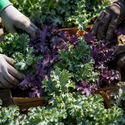 Volunteers Planting Kale Seedlings in Community Garden