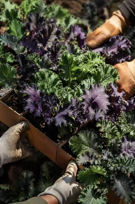Volunteers Planting Kale Seedlings in Community Garden