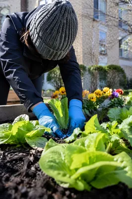 Church Volunteer Planting Spring Garden Seedlings