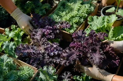Volunteers Planting Kale Seedlings in Community Garden
