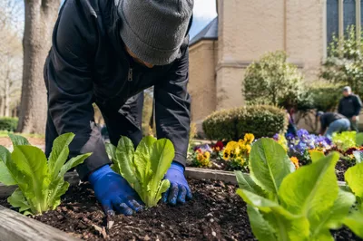 Church Volunteer Planting Spring Garden Seedlings