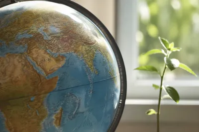 Classroom Globe With Seedling by Window
