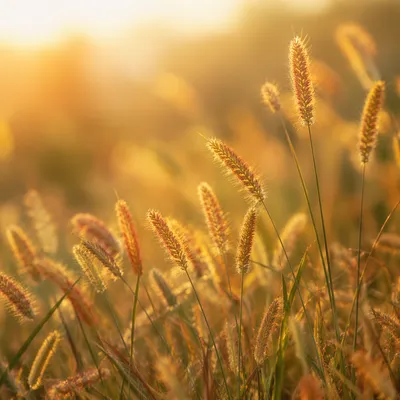 Overflowing Blessings in Golden Meadow Grass