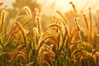 Overflowing Blessings in Golden Meadow Grass