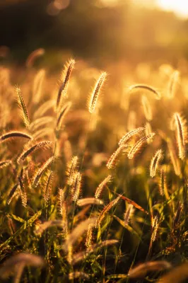Overflowing Blessings in Golden Meadow Grass