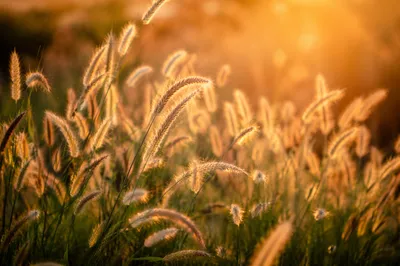 Overflowing Blessings in Golden Meadow Light