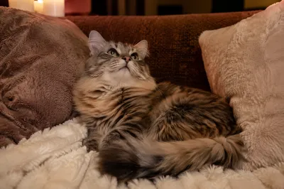 Cozy Cat Resting by Warm Candlelight