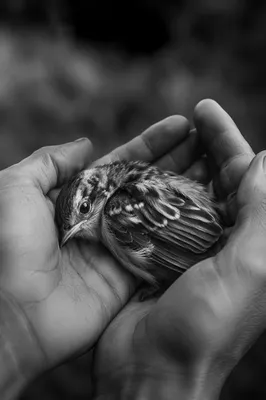 Compassionate Hands Holding an Injured Songbird