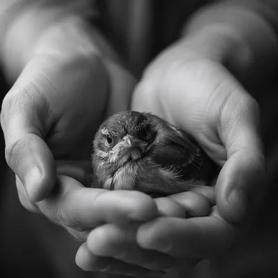 Compassionate Hands Holding Injured Songbird