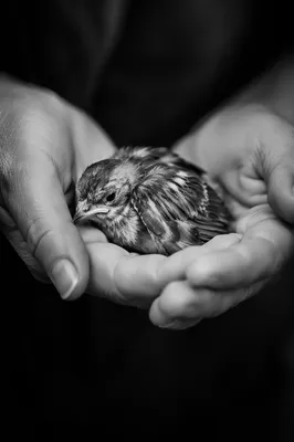 Compassionate Hands Holding Injured Fledgling