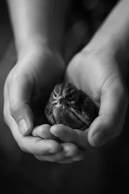 Compassionate Hands Holding an Injured Songbird