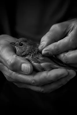 Compassionate Hands Holding a Wounded Bird