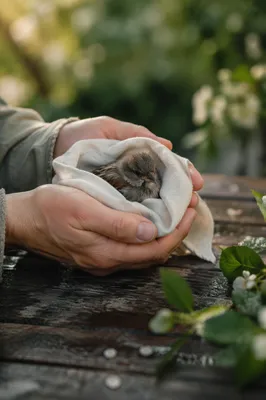 Compassionate Hands Holding a Wounded Sparrow