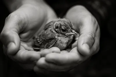 Compassionate Hands Holding an Injured Fledgling