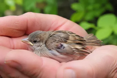 Compassionate Hands Holding Injured Fledgling Bird