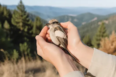 Compassionate Hands Holding Injured Songbird