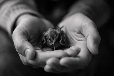 Compassionate Hands Holding a Wounded Bird