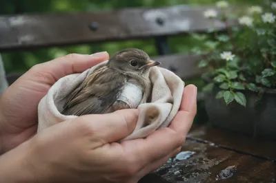 Compassionate Hands Cradling a Wounded Bird