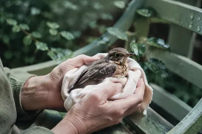 Compassionate Hands Holding Injured Bird