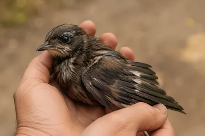 Compassionate Hands Cradling an Injured Bird