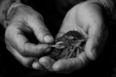 Compassionate Hands Cradling an Injured Songbird