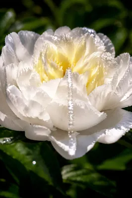 White Peony Dew and Quiet Repentance