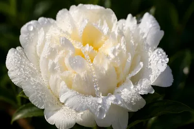 White Peony Dew and Quiet Renewal