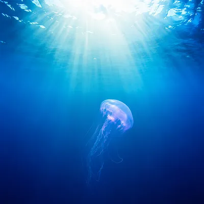 Eternal Life Sunrise Beneath Endless Ocean