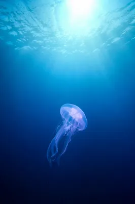 Eternal Life Sunrise Beneath Endless Ocean