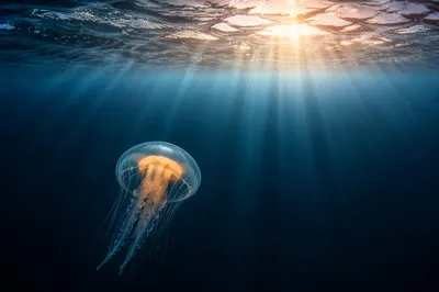 Eternal Life Sunrise Beneath Endless Ocean