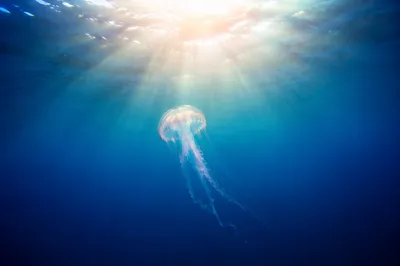 Eternal Sunrise Beneath the Ocean