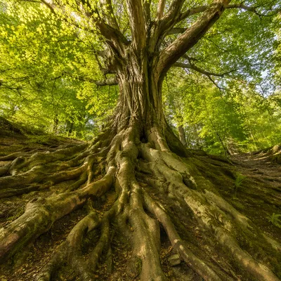 Faithful Ancient Tree With Deep Roots