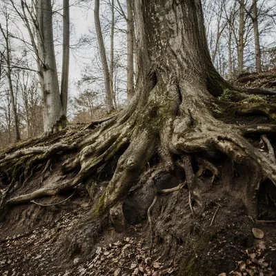 Faithful Ancient Tree with Deep Roots