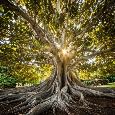 Faithful Ancient Tree With Deep Roots