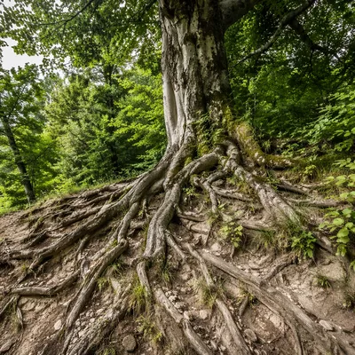 Ancient Tree Roots of Faithfulness