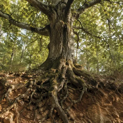 Faithful Ancient Tree with Deep Roots