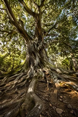 Ancient Faithful Tree With Deep Roots