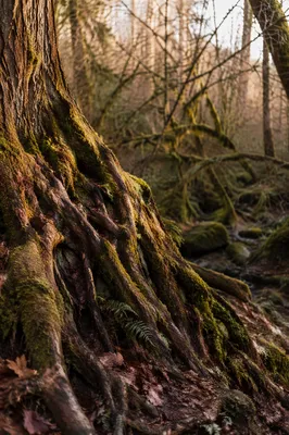 Ancient Tree Roots Symbolizing Faithfulness