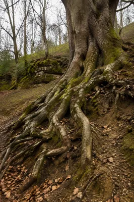 Ancient Tree Roots of Faithfulness