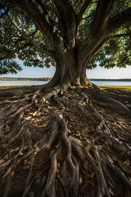 Faithful Ancient Tree With Deep Roots