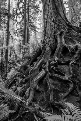Ancient Rooted Tree of Faithfulness