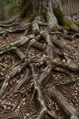 Faithful Ancient Tree Roots in Quiet Forest