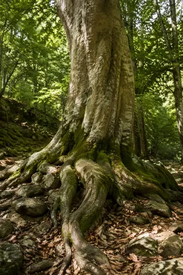 Faithful Ancient Tree with Deep Roots