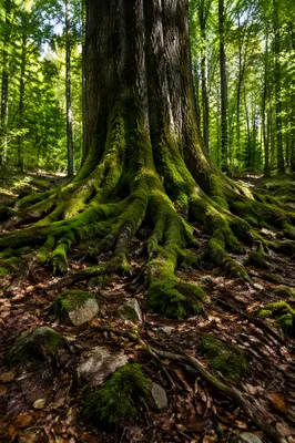 Ancient Tree Roots Symbolizing Faithful Endurance