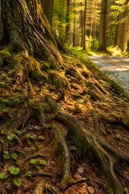 Faithful Ancient Tree Roots in Woodland