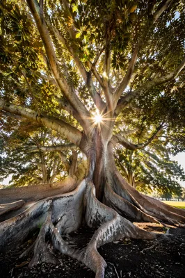 Faithful Ancient Tree With Deep Roots