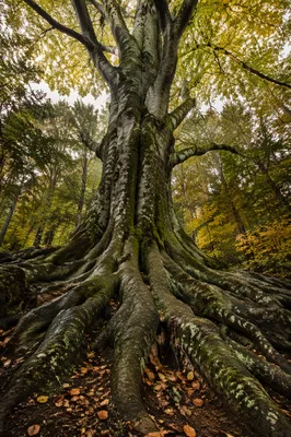 Ancient Tree Roots Symbolizing Faithfulness